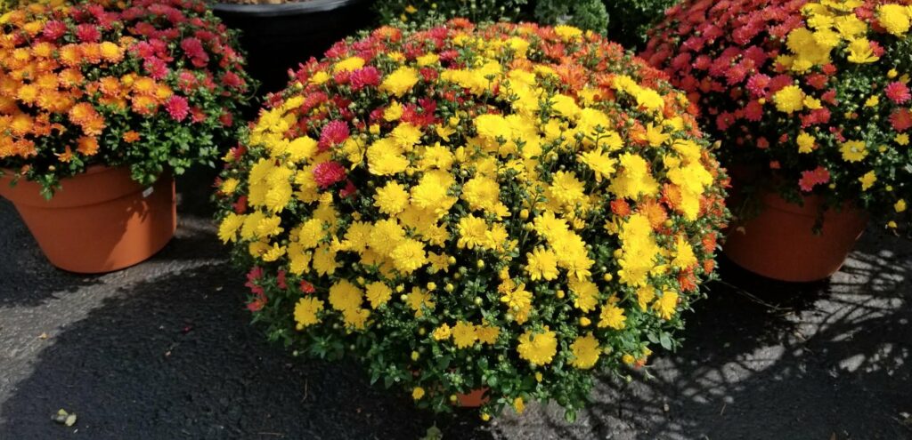 Fall garden center Delaware plants nursery